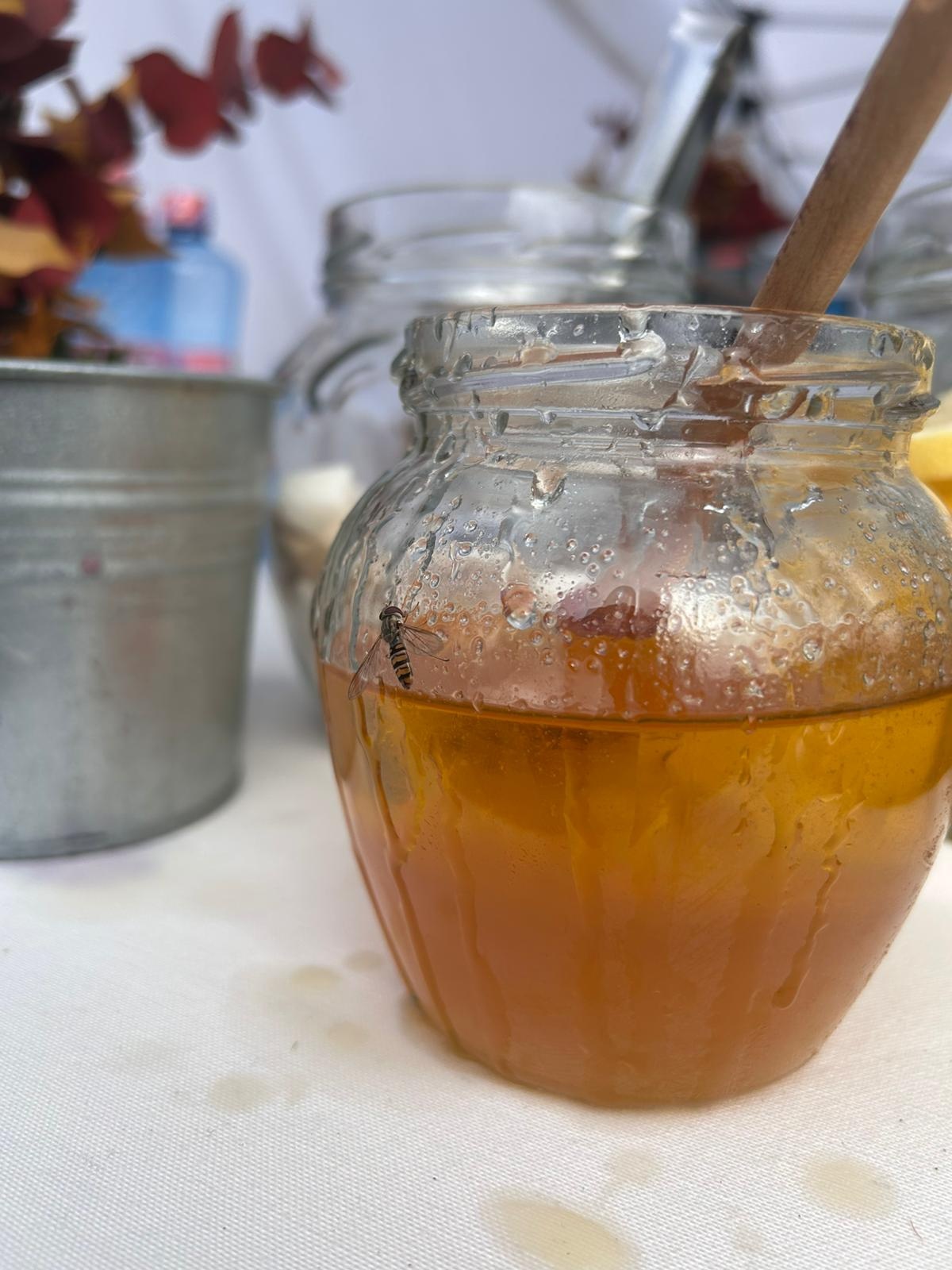 Plantare_Oltenita_2025