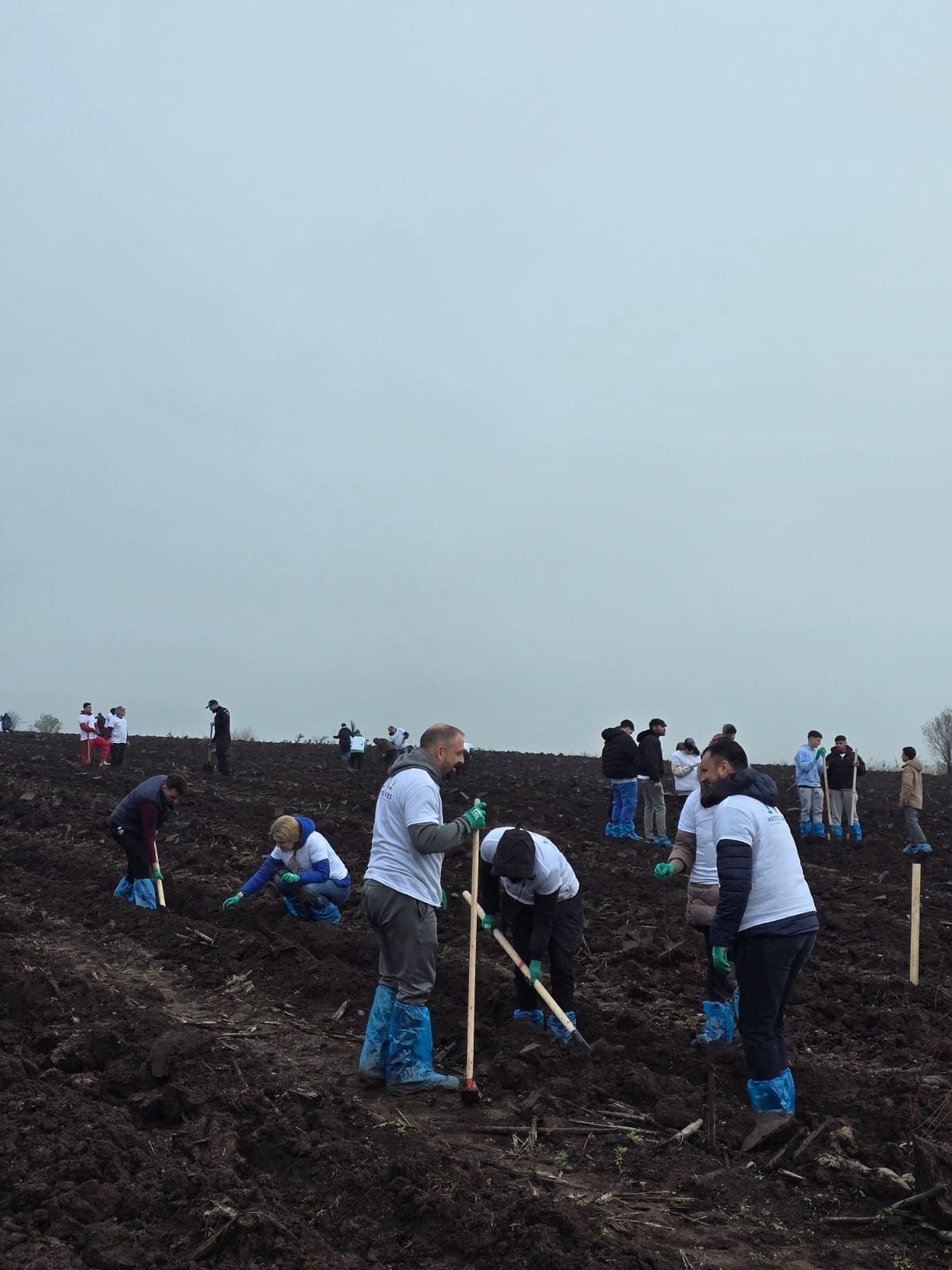 Plantare_Oltenita_2025