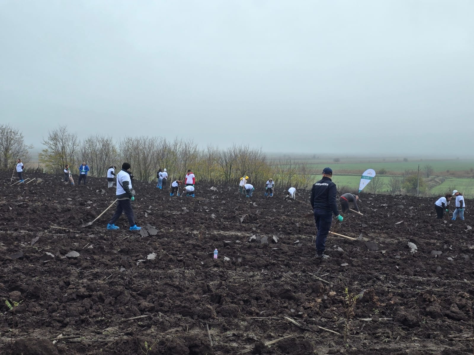 Plantare_Oltenita_2025