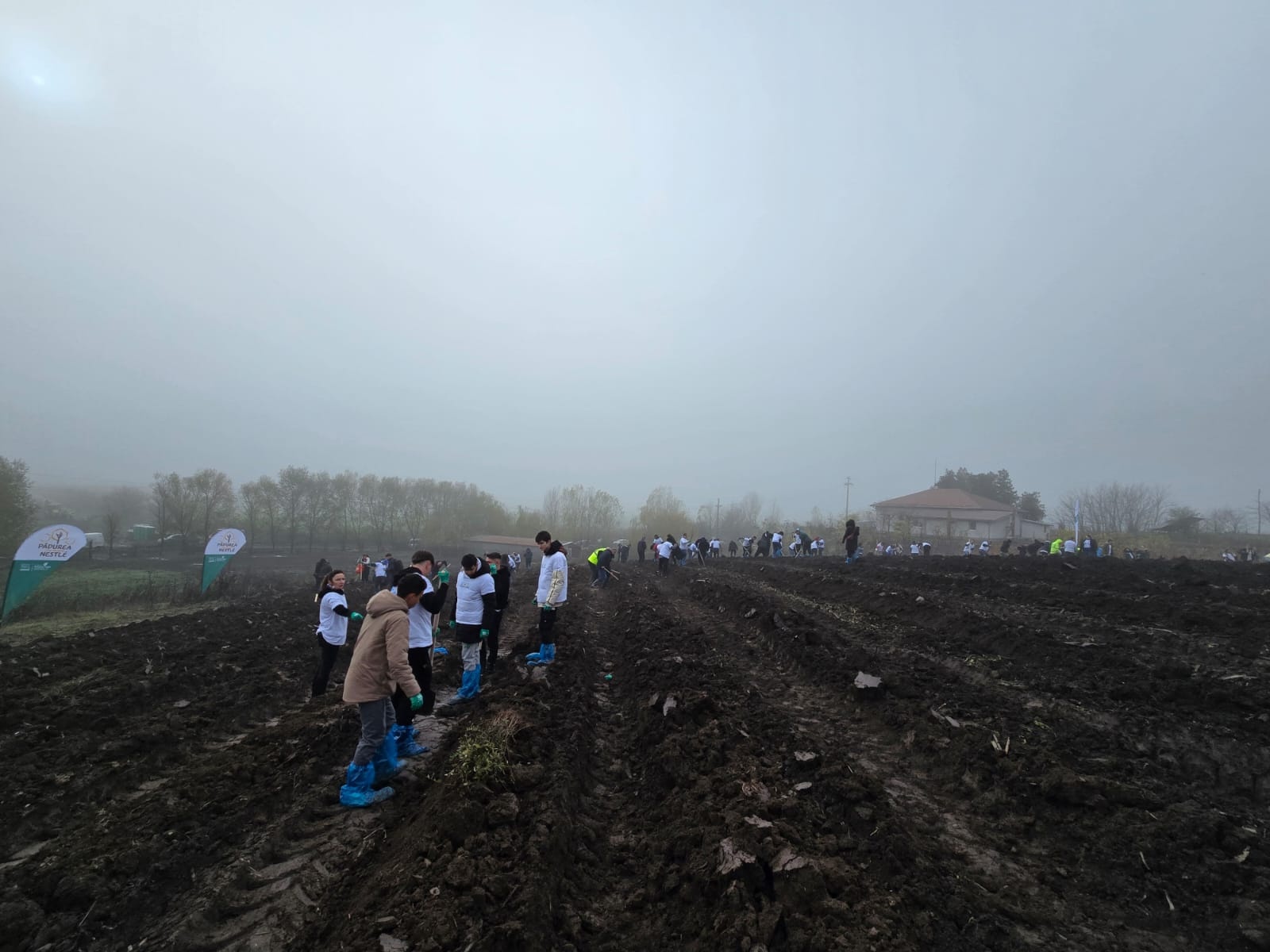 Plantare_Oltenita_2025